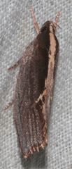 Archaereta dorsivittella
