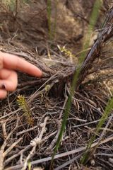 Pterostylis timothyi