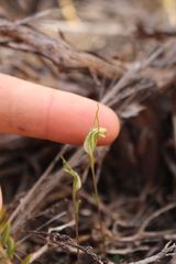 Pterostylis timothyi