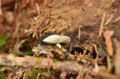 Collybia bakerensis