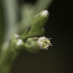 Erigeron floribundus