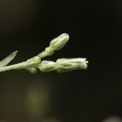 Erigeron floribundus