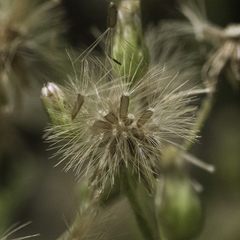 Erigeron floribundus