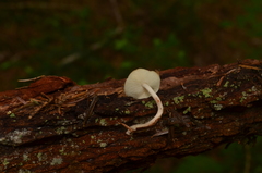 Collybia bakerensis