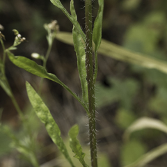 Erigeron floribundus