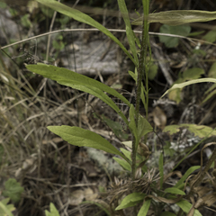 Erigeron floribundus
