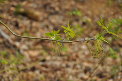 Acer negundo