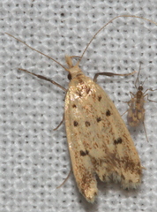 Atheropla decaspila