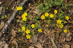 Potentilla humifusa