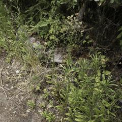 Erigeron floribundus
