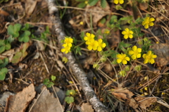 Potentilla humifusa