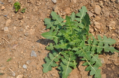 Sisymbrium loeselii