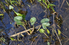 Petasites spurius