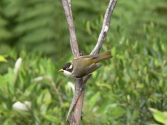 Melithreptus validirostris