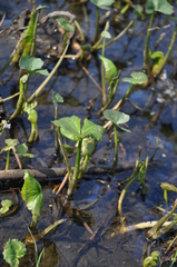 Petasites spurius