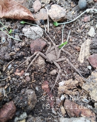 Sicarius ornatus