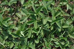 Fragaria viridis