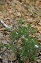 Galium verum