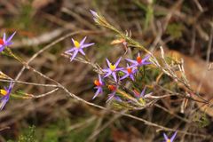 Calectasia