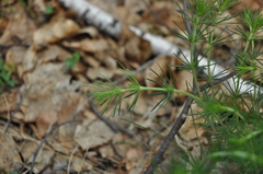 Galium verum