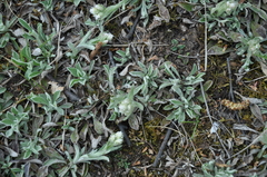 Antennaria dioica