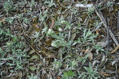 Antennaria dioica