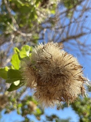 Nahuatlea arborescens