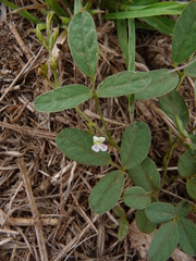 Teramnus labialis labialis
