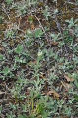 Antennaria dioica