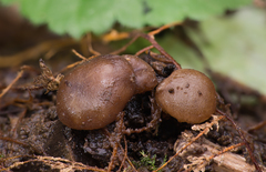 Adelphella babingtonii