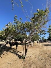 Nahuatlea arborescens