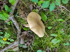 Lactarius fumosus