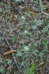 Antennaria dioica