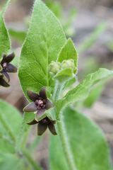 Matelea cynanchoides