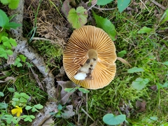 Lactarius fumosus