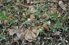 Antennaria dioica