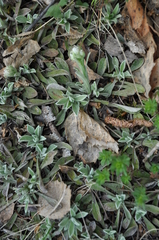 Antennaria dioica