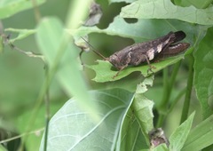 Apalacris varicornis