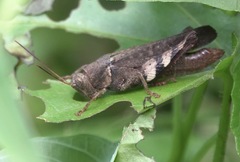 Apalacris varicornis