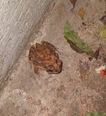 Duttaphrynus melanostictus