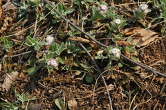 Antennaria dioica