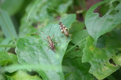 Apalacris varicornis