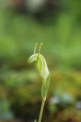 Pterostylis lortensis
