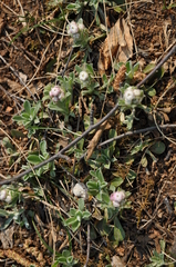 Antennaria dioica