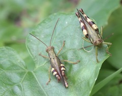 Apalacris varicornis