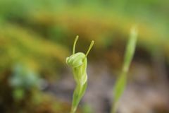 Pterostylis lortensis