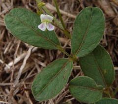Teramnus labialis labialis