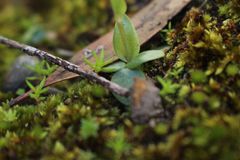 Pterostylis lortensis