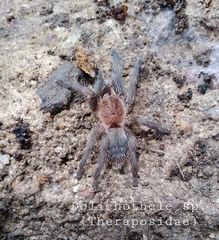 Dolichothele exilis
