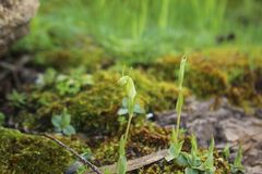 Pterostylis lortensis